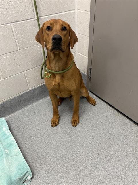 Shelter Stray Male Dog last seen Near, 5001 E Raymond St, Indianapolis, IN 46203, USA