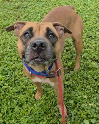 Shelter Stray Female Dog last seen Near BLOCK E DAYTON CIR, FORT LAUDERDALE FL 33312, 2400 SW 42nd St, Fort Lauderdale, FL 33312, USA
