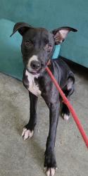 Shelter Stray Female Dog last seen Near BLOCK SW 62 AV, MIRAMAR FL 33023, 2400 SW 42nd St, Fort Lauderdale, FL 33312, USA