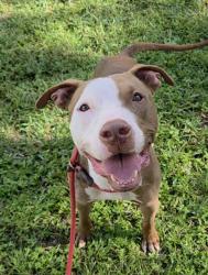 Shelter Stray Male Dog last seen Near BLOCK NW 4 ST, PEMBROKE PINES FL 33028, 2400 SW 42nd St, Fort Lauderdale, FL 33312, USA