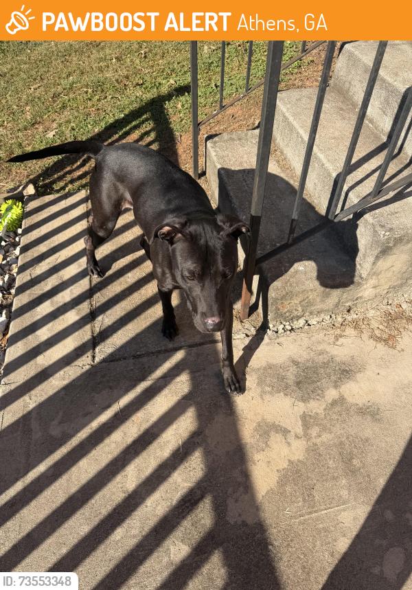Found/Stray Male Dog last seen Vine st, Athens, GA 30601