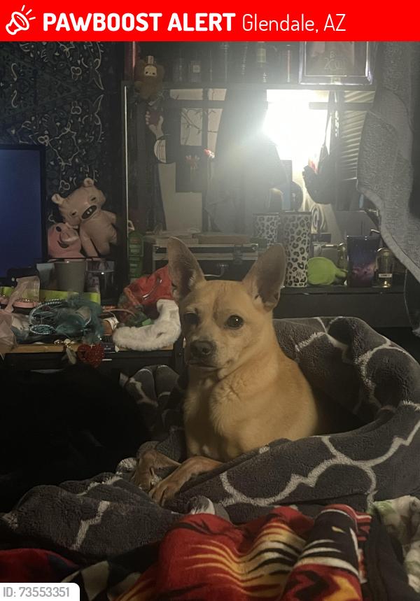 Lost Male Dog last seen N 75th Ave & Rose Garden Ln, Glendale, AZ 85381