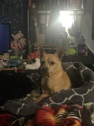 Lost Male Dog last seen N 75th Ave & Rose Garden Ln, Glendale, AZ 85381
