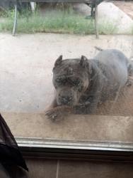 Lost Male Dog last seen Gilbert and baseline, Mesa, AZ 85201