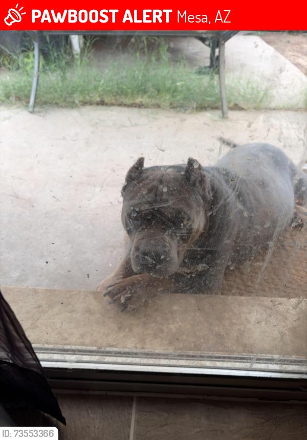 Lost Male Dog last seen Gilbert and baseline, Mesa, AZ 85201