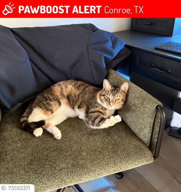 Lost Female Cat last seen Wedgewood, Conroe, TX 77304
