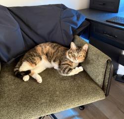 Lost Female Cat last seen Wedgewood, Conroe, TX 77304