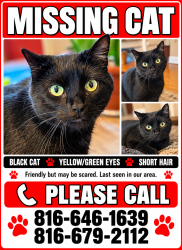 Lost Male Cat last seen Sarival Village Goodyear AZ, Los Angeles County, CA 90061