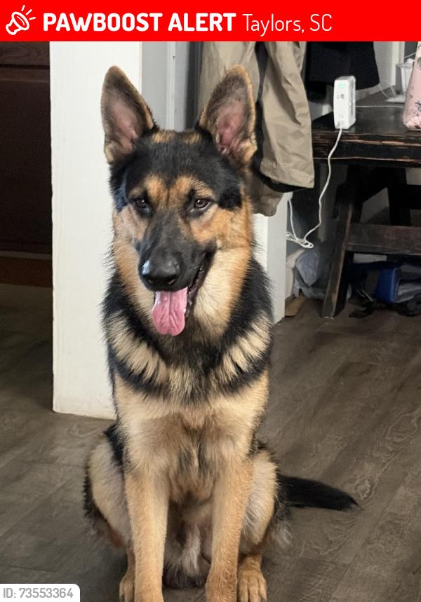 Lost Male Dog last seen Paris elementary, Taylors, SC 29687