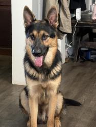 Lost Male Dog last seen Paris elementary, Taylors, SC 29687