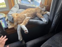 Lost Male Cat last seen Dowland and 14 mile road, Sterling Heights, MI 48310
