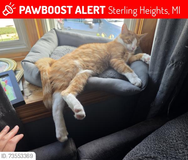Lost Male Cat last seen Dowland and 14 mile road, Sterling Heights, MI 48310