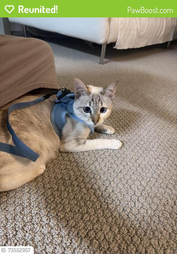 Reunited Female Cat last seen Draeger and Moraga, Moraga, CA 94556