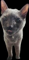 Found/Stray Unknown Cat last seen Roosevelt St & Longfellow Circle, Hollywood, FL 33021
