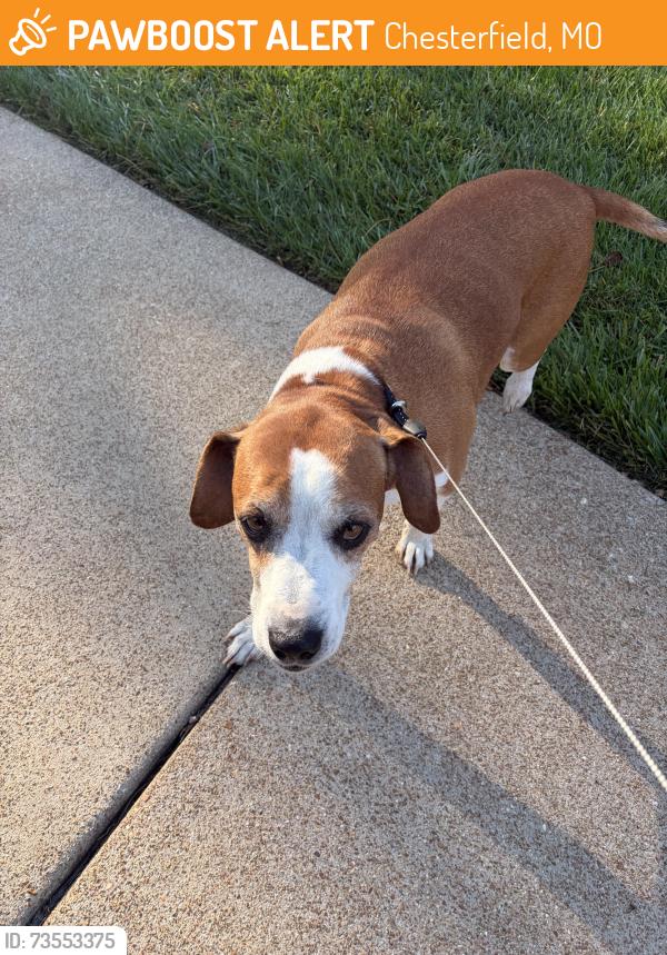 Found/Stray Male Dog last seen Central Park, Chesterfield, MO 63017