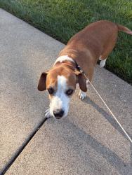 Found/Stray Male Dog last seen Central Park, Chesterfield, MO 63017