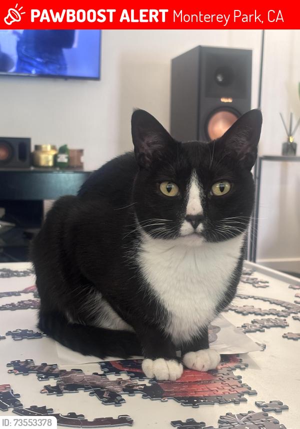 Lost Female Cat last seen Pebbledon st and brightwood, Monterey Park, CA 91754