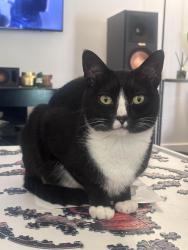 Lost Female Cat last seen Pebbledon st and brightwood, Monterey Park, CA 91754