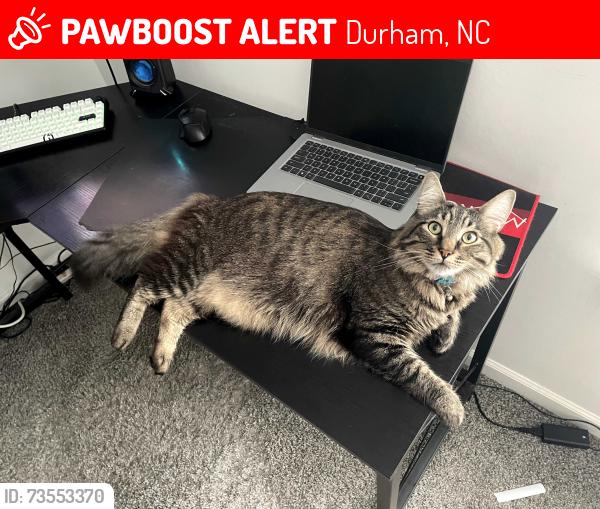 Lost Male Cat last seen Near Duxford Court Durham NC, Durham, NC 27703
