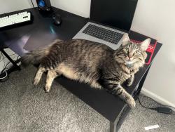 Lost Male Cat last seen Near Duxford Court Durham NC, Durham, NC 27703