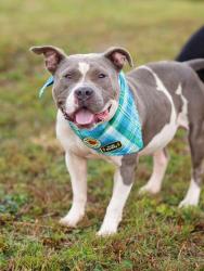 Shelter Stray Male Dog last seen Near West Rugby Avenue, College Park, GA, 1251 Fulton Industrial Blvd NW, Atlanta, GA 30336, USA