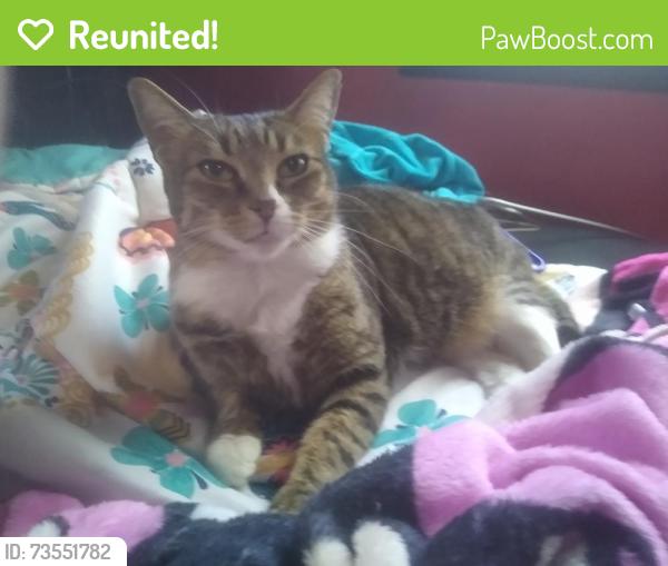 Reunited Female Cat last seen 2nd place NW center point al 35215, Center Point, AL 35215