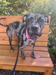 Shelter Stray Female Dog last seen Near Jack PL, 21225, MD, 2490 Giles Rd, Baltimore, MD 21225, USA