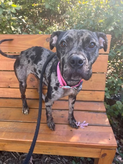 Shelter Stray Female Dog last seen Near Jack PL, 21225, MD, 2490 Giles Rd, Baltimore, MD 21225, USA