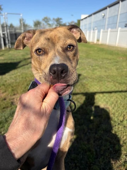 Shelter Stray Male Dog last seen Near N. Rose St., 21205, MD, 2490 Giles Rd, Baltimore, MD 21225, USA