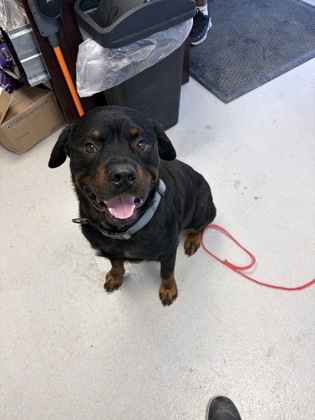 Shelter Stray Male Dog last seen S Spears, City of Alvarado, TX, 602 S Pkwy Dr, Alvarado, TX 76009, USA