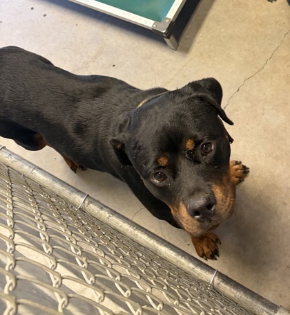 Shelter Stray Female Dog last seen S Spears, City of Alvarado, TX, 602 S Pkwy Dr, Alvarado, TX 76009, USA