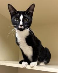 Shelter Stray Female Cat last seen Near wood terrace ridge 30340, 30340, GA, 3280 Chamblee Dunwoody Rd, Chamblee, GA 30341, USA