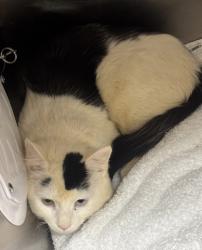 Shelter Stray Male Cat last seen Near n Decatur rd Decatur, GA 30032, 30032, GA, 3280 Chamblee Dunwoody Rd, Chamblee, GA 30341, USA