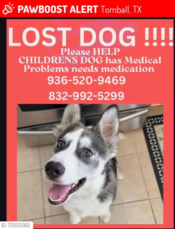 Lost Male Dog last seen Three lakes subdivision, Tomball, TX 77375