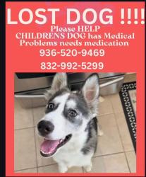 Lost Male Dog last seen Three lakes subdivision, Tomball, TX 77375