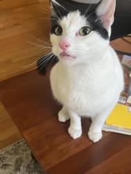 Reunited Male Cat last seen New Meadow Road/Ferrier Ave, back of Heritage, Barrington, RI 02806
