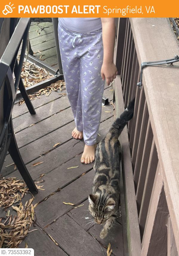 Found/Stray Unknown Cat last seen Anders and bostwick, Springfield, VA 22151