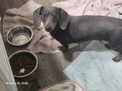 Found/Stray Female Dog last seen Se 33rd and shields, Oklahoma City, OK 73109
