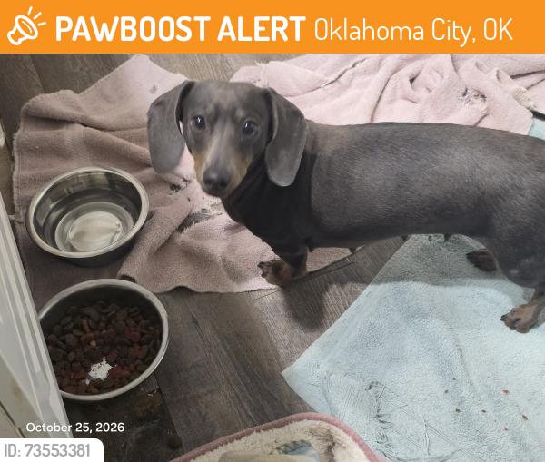Found/Stray Female Dog last seen Se 33rd and shields, Oklahoma City, OK 73109