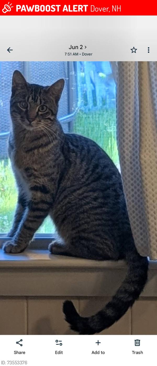 Lost Male Cat last seen Concord Ave, Grandview Drive, Route 9, Emerald Drive, Ezra's Way, Dover, NH 03820