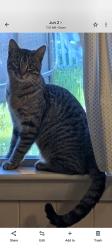 Lost Male Cat last seen Concord Ave, Grandview Drive, Route 9, Emerald Drive, Ezra's Way, Dover, NH 03820