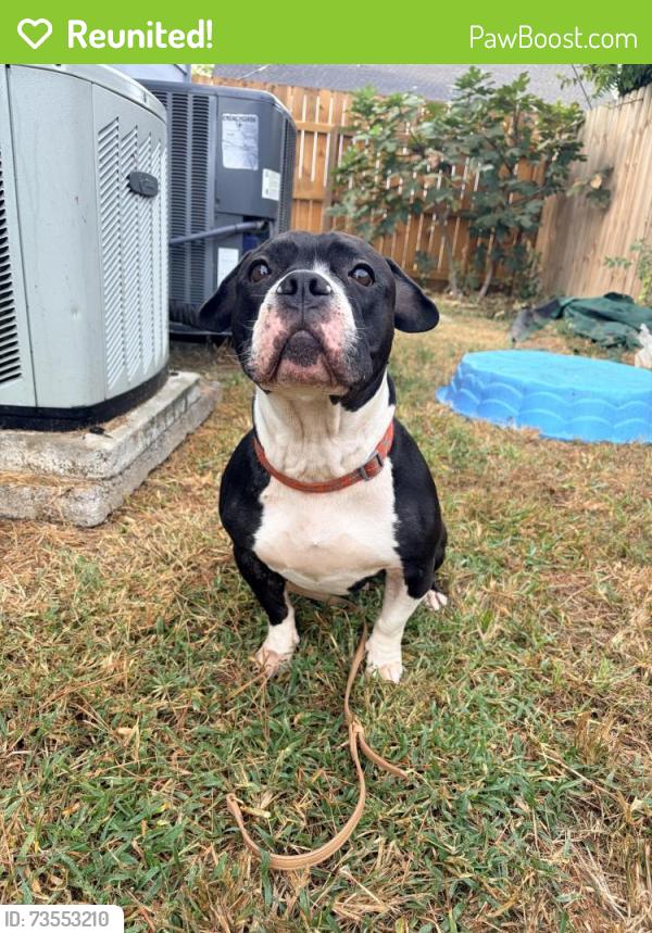 Reunited Female Dog last seen North gate Country Club, Houston, TX 77068