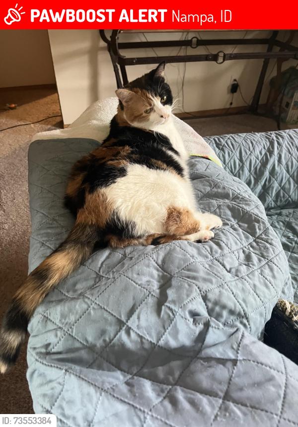 Lost Female Cat last seen Chicago and Iowa, Meadow Ln, Stoddard Trail, Nampa, ID 83686