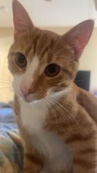 Reunited Male Cat last seen MAA Prosperity Creek, Charlotte, NC 28269