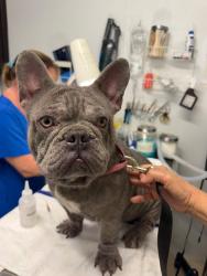 Found/Stray Male Dog last seen Near S STATE ROAD 7 Davie, FL 33317, Davie, FL 33317