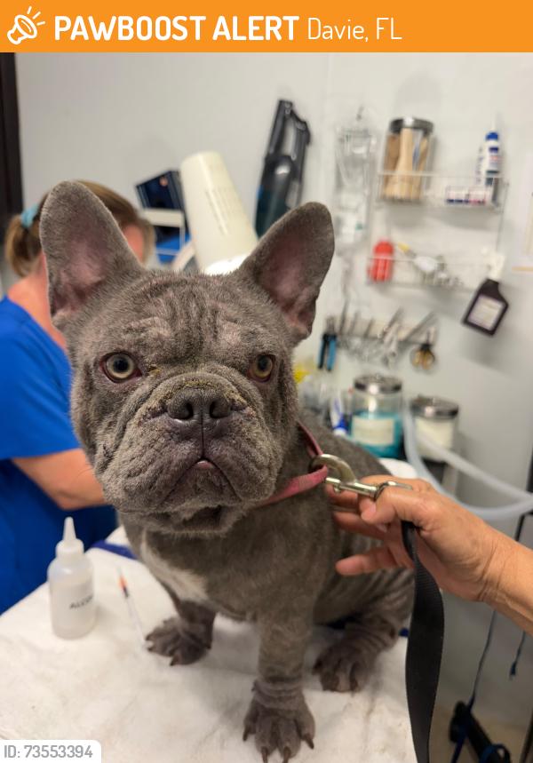 Found/Stray Male Dog last seen Near S STATE ROAD 7 Davie, FL 33317, Davie, FL 33317