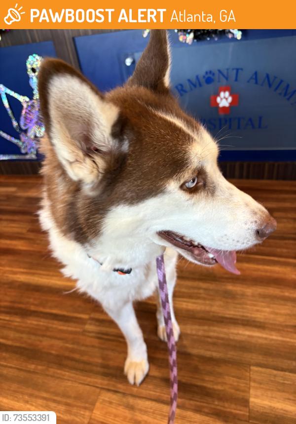Found/Stray Male Dog last seen Ponce de Leon @ East Lake Rd, Atlanta, GA 30307
