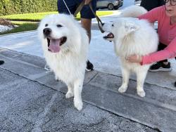 Reunited Unknown Dog last seen Intersection of 9th Street near 143rd, Miami, FL 33184