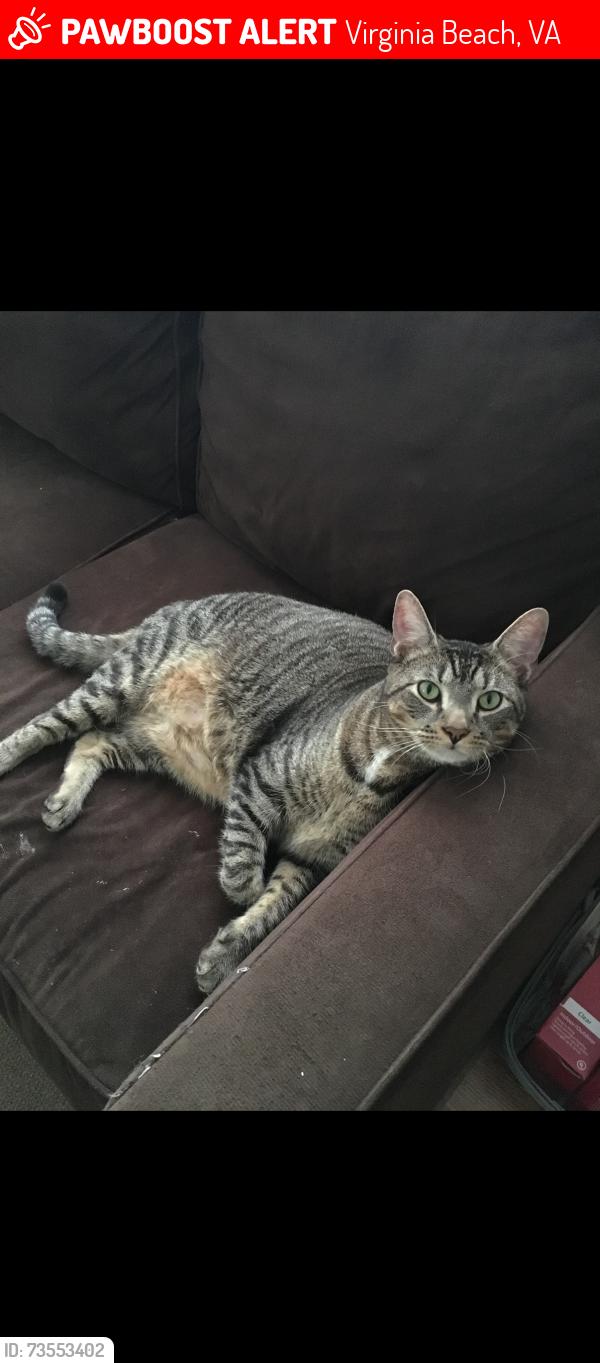 Lost Male Cat last seen Great neck road / laskin road / hilltop / wolfsnare, Virginia Beach, VA 23454