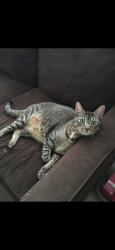 Lost Male Cat last seen Great neck road / laskin road / hilltop / wolfsnare, Virginia Beach, VA 23454